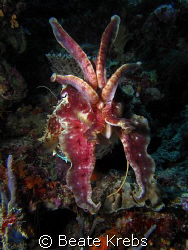 Cuttlefish taken at Wakatobi with my Canon S70 and Inon S... by Beate Krebs 
